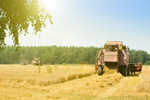 Landbouw machine oogsten gouden rijp tarwe in veld voor gr — Stockfoto