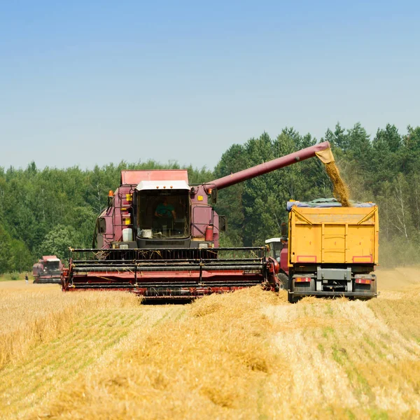 Harvester combineren het oogsten van tarwe en gieten het in trekker t — Stockfoto
