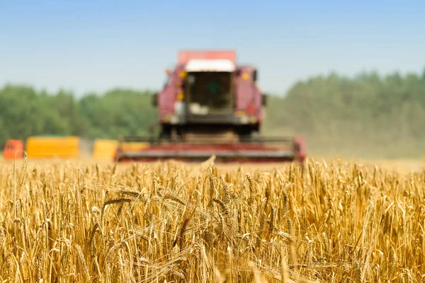 Enfoque selectivo en el trigo maduro dorado. En el primer plano de la agricultura —  Fotos de Stock