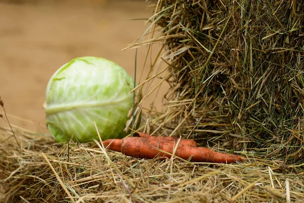 Selektiver Fokus auf rohe Möhren und Kohl — Stockfoto