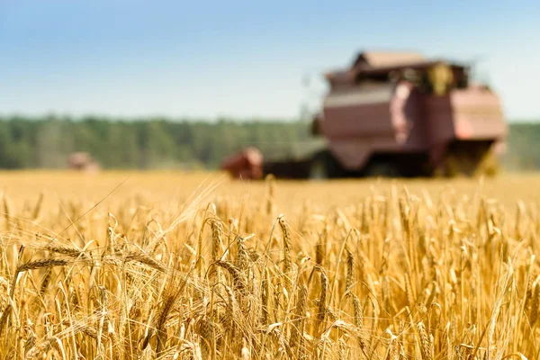 Selectieve aandacht op gouden rijp tarwe. Landbouw machine harves — Stockfoto