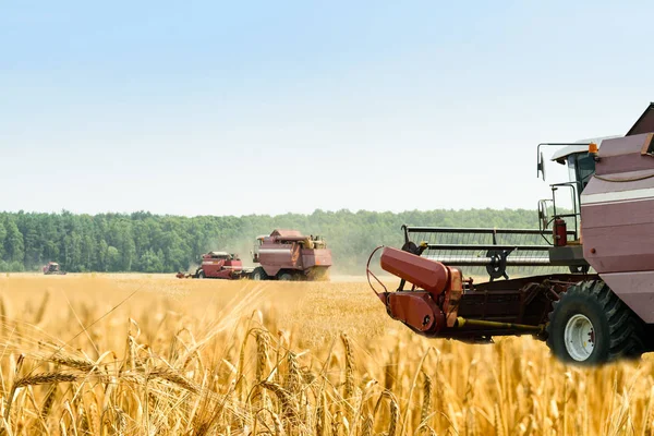 Landbouw machine oogsten gouden rijp tarwe in veld voor gr — Stockfoto