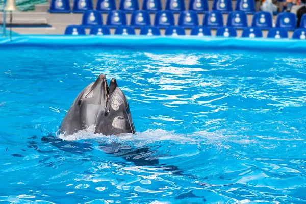 Sırasında bir hayvanat bahçesi havuzunda komik yunuslar