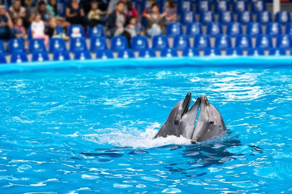Açık mavi suda dans güzel mutlu yunuslar çifti 