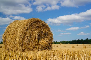 Saman balya. Tarım alanı againt mavi gökyüzü. Kırsal doğada