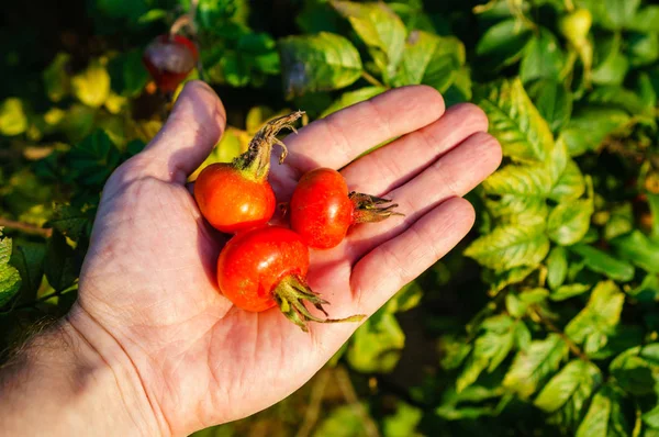 Seçici odak olgun kiraz domates dalı adam elinde için