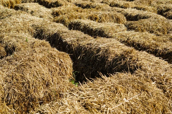 Saman balya, arka plan, doku Close-up