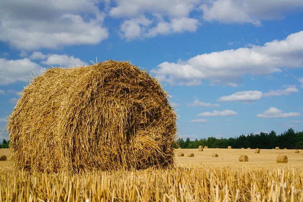 Saman balya. Tarım alanı againt mavi gökyüzü. Kırsal doğada