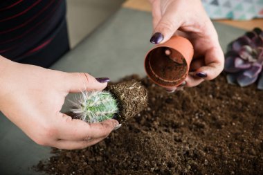 florarium dünya D kavramı ile succulents, organ nakli bitkiler,