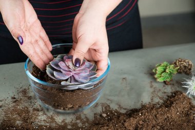 florarium dünya D kavramı ile succulents, organ nakli bitkiler,