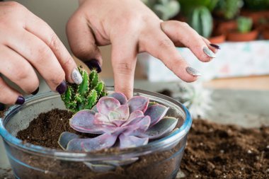florarium dünya D kavramı ile succulents, organ nakli bitkiler,