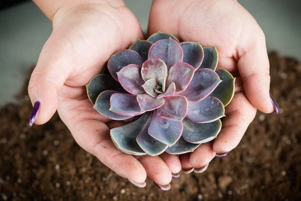 Bitki tutan kadının ellerinde yakın çekim