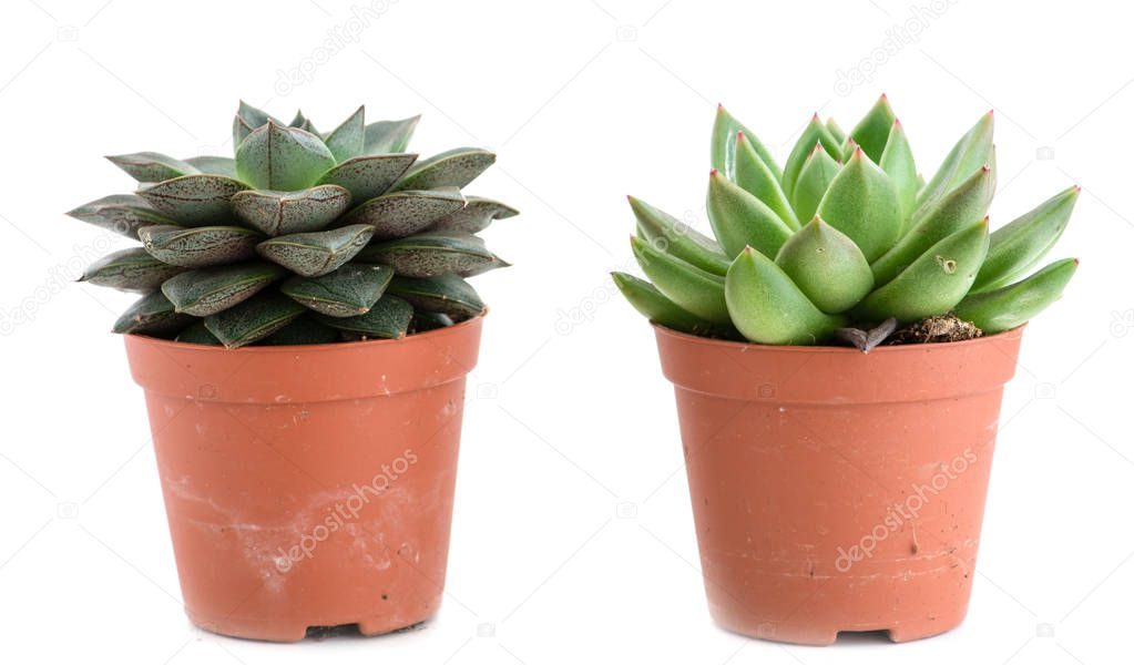 Set of pot plant Echeveria different types isolated on a white b