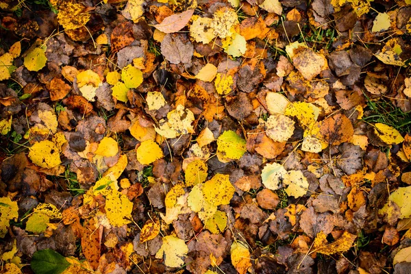 Kolorowe backround fallen jesieni liści w lesie jesienią. — Zdjęcie stockowe