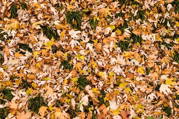 Żółty backround fallen jesieni liści w lesie jesienią. T — Zdjęcie stockowe