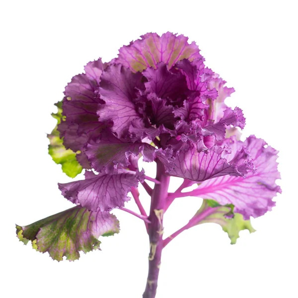 Repolho decorativo Brassica oleracea var. acephala isolado — Fotografia de Stock