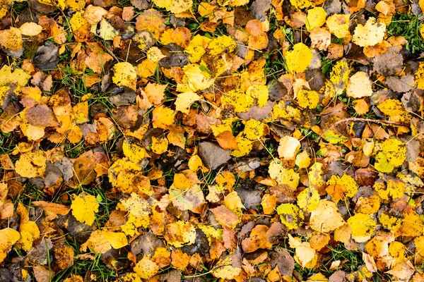 Kolorowe backround fallen jesieni liści w lesie jesienią. — Zdjęcie stockowe