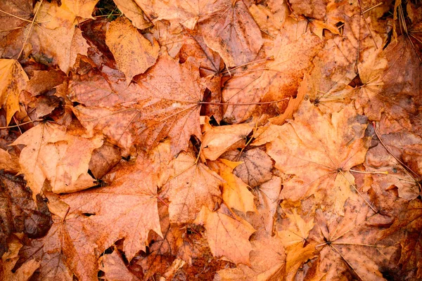 Fallen jesień klon liści w lesie jesienią, widok z góry, płaskie — Zdjęcie stockowe