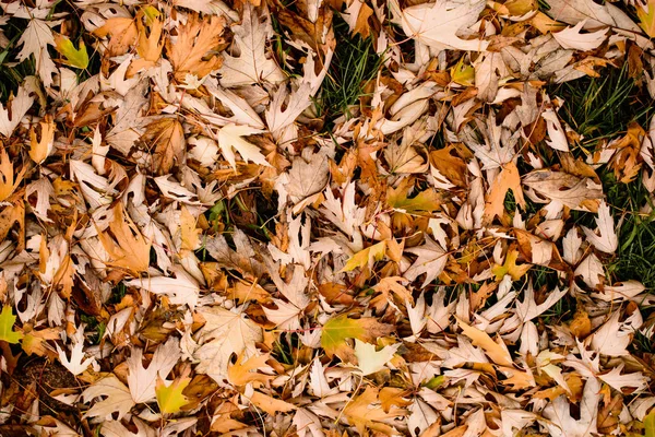 Żółty backround fallen jesieni liści w lesie jesienią. T — Zdjęcie stockowe