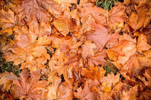 Fallen jesień klon liści w lesie jesienią, widok z góry, płaskie — Zdjęcie stockowe