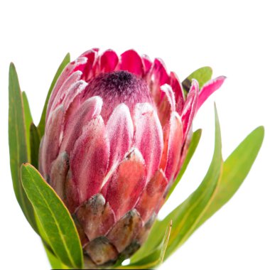 İzole güzel proteus çiçek