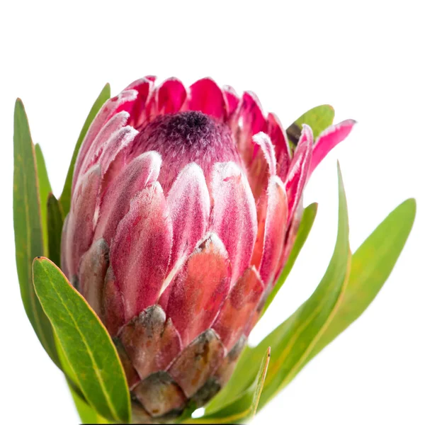 İzole güzel proteus çiçek