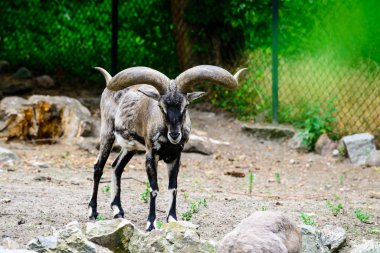 Hayvanat bahçesindeki dağ keçisi