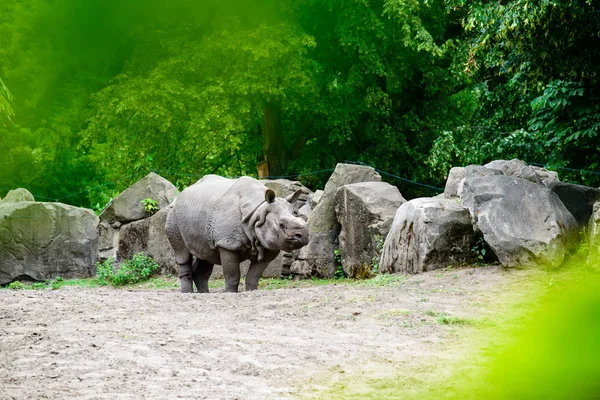 Носорог в зоопарке — стоковое фото