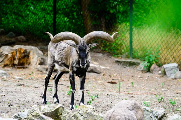 Hayvanat bahçesindeki dağ keçisi