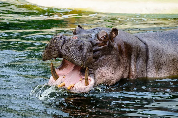 Hippo opening jaws. Head closeup. — Stock Photo, Image