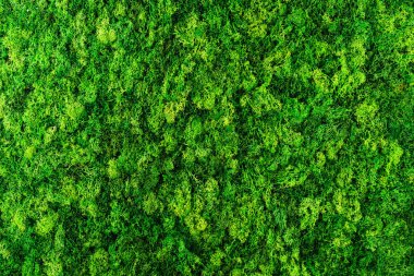 yeşil yosun arka plan dokusu