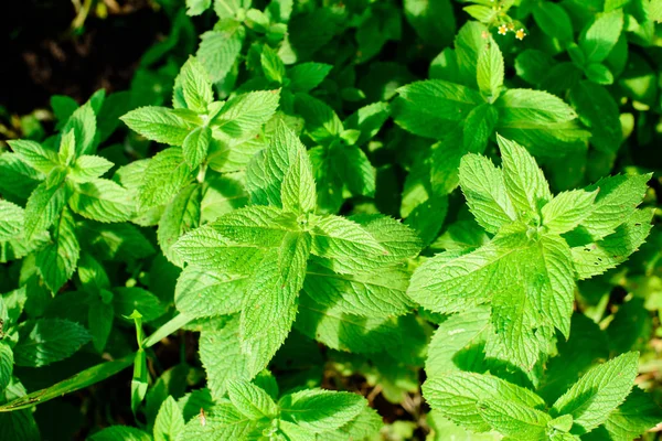 Pendekatan daun mint segar, tekstur atau latar belakang. Peppermint — Stok Foto