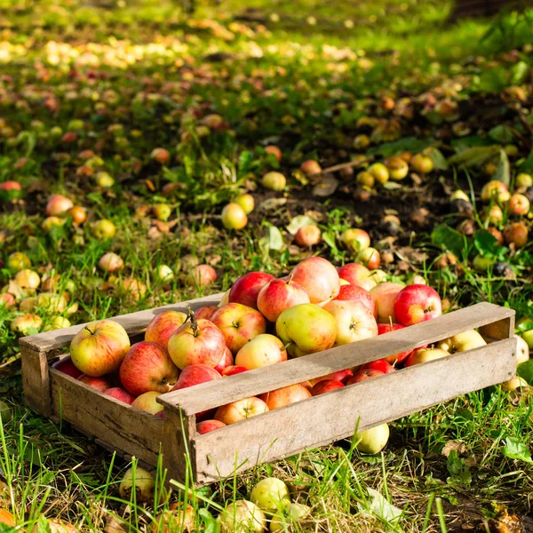 Сбор яблок. Спелые яблоки в деревянной коробке на зеленой траве ба — стоковое фото