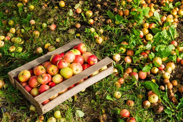 Äpfel ernten. reife Äpfel in einer Holzkiste auf grünem Gras — Stockfoto