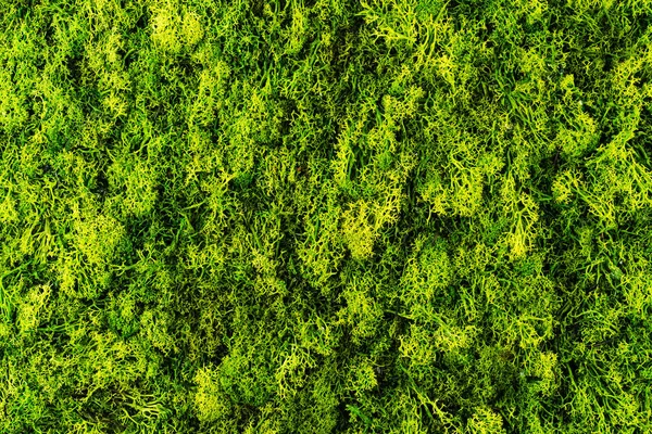 Grünes Moos Hintergrund Textur — Stockfoto
