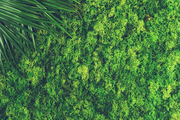 Attrappe aus grünem Moos und Farnblättern mit Kopierraum für te — Stockfoto