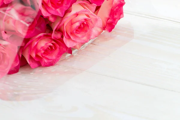 Veelkleurige wit-roze roos — Stockfoto