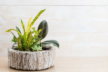 Ahşap arka plan üzerinde bir tencerede çiçekler