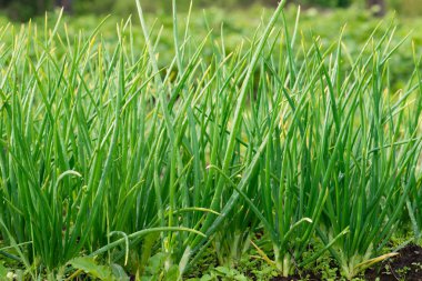 yeşil soğan tatlı