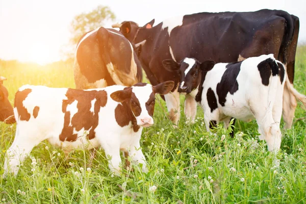 Junge Kälber und Kühe — Stockfoto