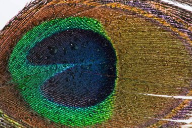 Tavus kuşu tüyü makro üzerinde su damlaları