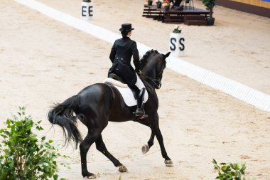 Atları terbiye. Geri binici
