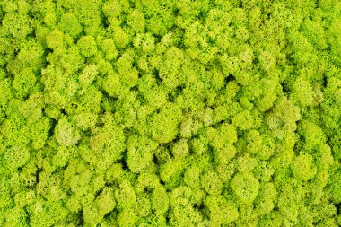 Yeşil yosun stabilize
