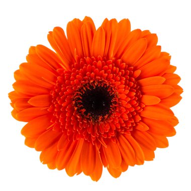 Beyaz izole renkli gerbera makro