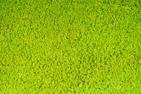 Grün stabilisiertes Moos — Stockfoto