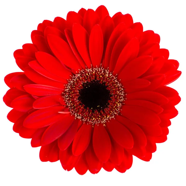 Χρωματιστά gerbera μακροεντολή απομονωθεί σε λευκό — Φωτογραφία Αρχείου