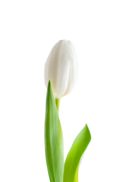 Белый тюльпан на белом фоне — стоковое фото