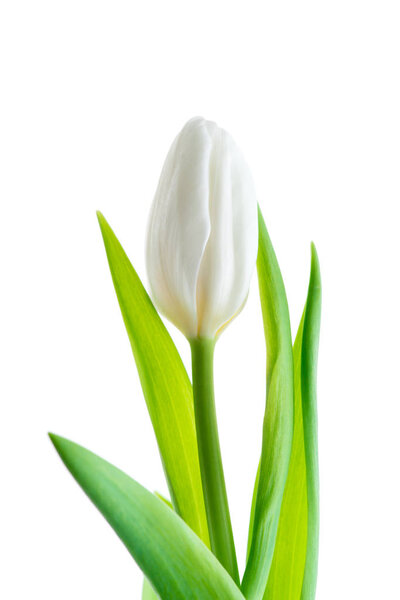 Белый тюльпан на белом фоне
