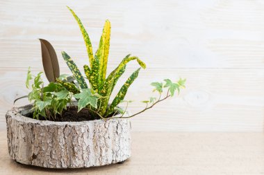 Ahşap arka plan üzerinde bir tencerede çiçekler