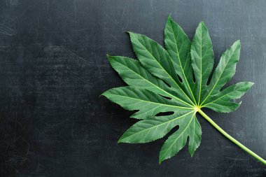 tropikal yaprak yeşil koyu arka plan, düz üzerinde yatıyordu, kopya alanı